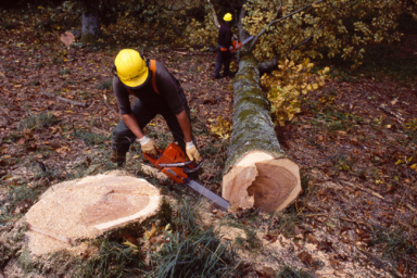 Ouvrier forestier / Ouvrière forestière