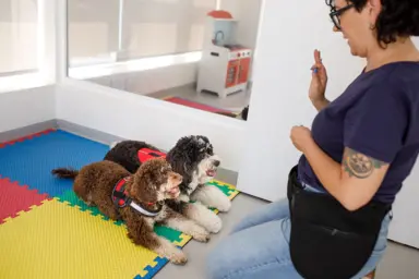 Éducateur / Éducatrice de chiens d'assistance