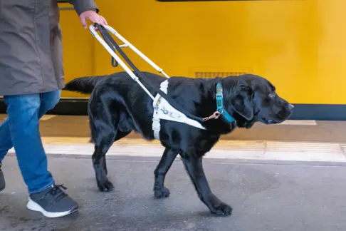 Éducateur / Éducatrice de chiens guides d'aveugles