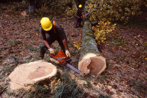 Ouvrier forestier / Ouvrière forestière