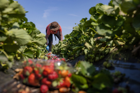 Ouvrier / Ouvrière agricole