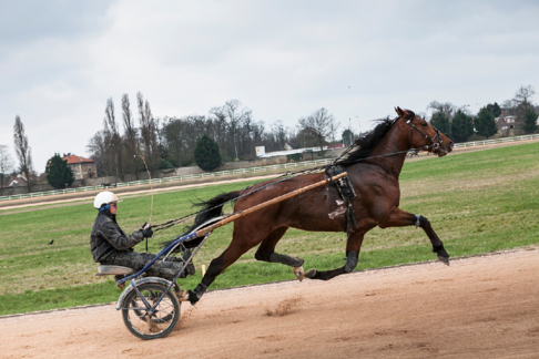 Entraîneur / Entraîneuse de chevaux