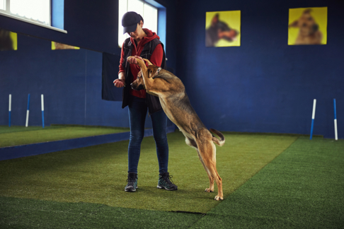 Éducateur canin / Éducatrice canine